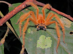 Heteropoda davidbowie