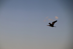 Anhinga novaehollandiae