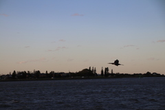 Anhinga novaehollandiae