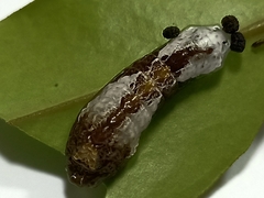 Tajuria cippus maxentius