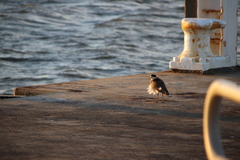 Vanellus miles novaehollandiae