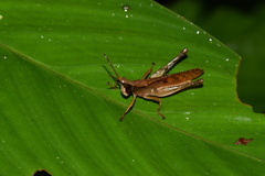Phaeoparia aequatorialis