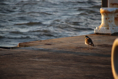 Vanellus miles novaehollandiae