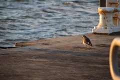 Vanellus miles novaehollandiae