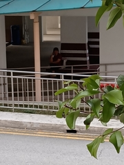 Tajuria cippus maxentius