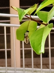 Tajuria cippus maxentius