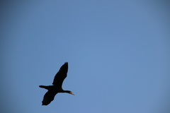 Phalacrocorax carbo