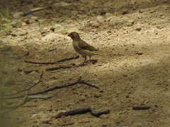 Ammodramus humeralis