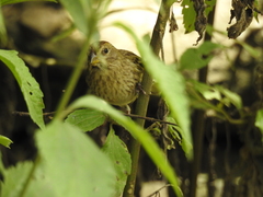 Ammodramus humeralis