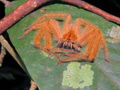 Heteropoda davidbowie