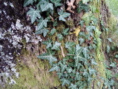 Hedera helix