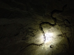 Bogertophis subocularis