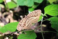 Catuna crithea