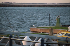 Chroicocephalus novaehollandiae