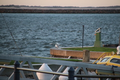 Chroicocephalus novaehollandiae