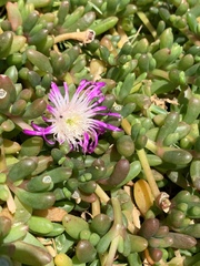 Disphyma