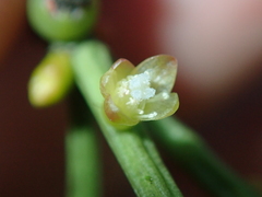 Rhipsalis teres