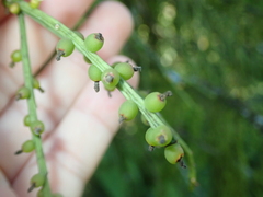 Rhipsalis teres
