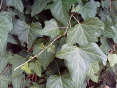Hedera helix