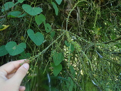 Rhipsalis teres