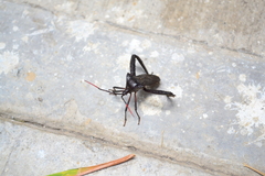 Acanthocephala heissi