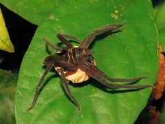 Sparassidae