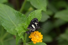 Castilia