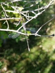 Lestes congener
