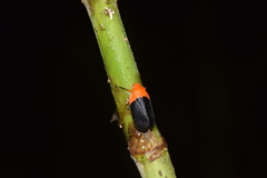 Sphenorhina rhodopepla