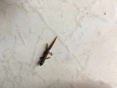 Sphaerodactylus elegans