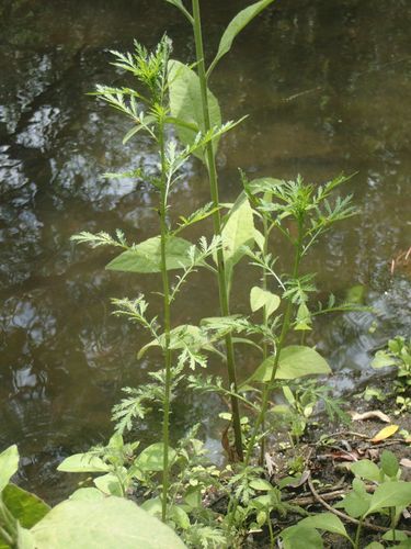 iNaturalist observation photo of biennial wormwood