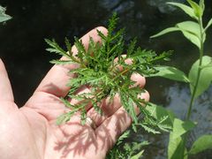 Artemisia biennis