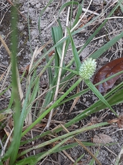 Cyperus sesquiflorus