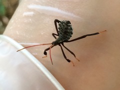 Acanthocephala femorata