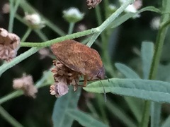 Pachycorinae