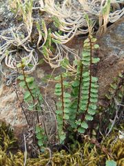 Asplenium vespertinum