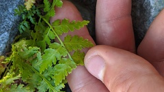 Cryptogramma acrostichoides