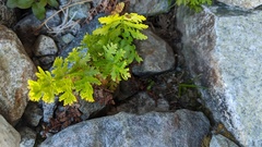 Cryptogramma acrostichoides