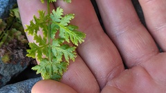 Cryptogramma acrostichoides