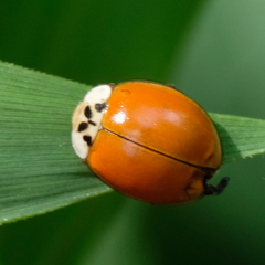 Harmonia axyridis
