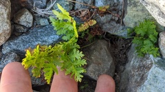 Cryptogramma acrostichoides