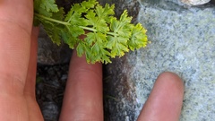 Cryptogramma acrostichoides
