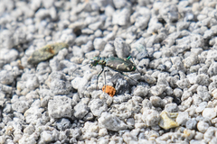 Cicindela depressula