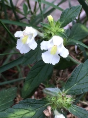 Galeopsis segetum