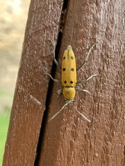 Chlorophorus glabromaculatus