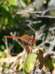 Sympetrum vicinum