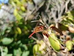 Sympetrum vicinum