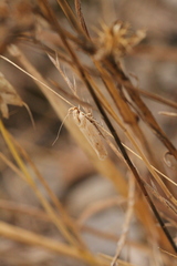 Stomopteryx detersella