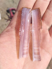 Ensis minor
