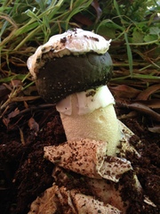 Itajahya galericulata